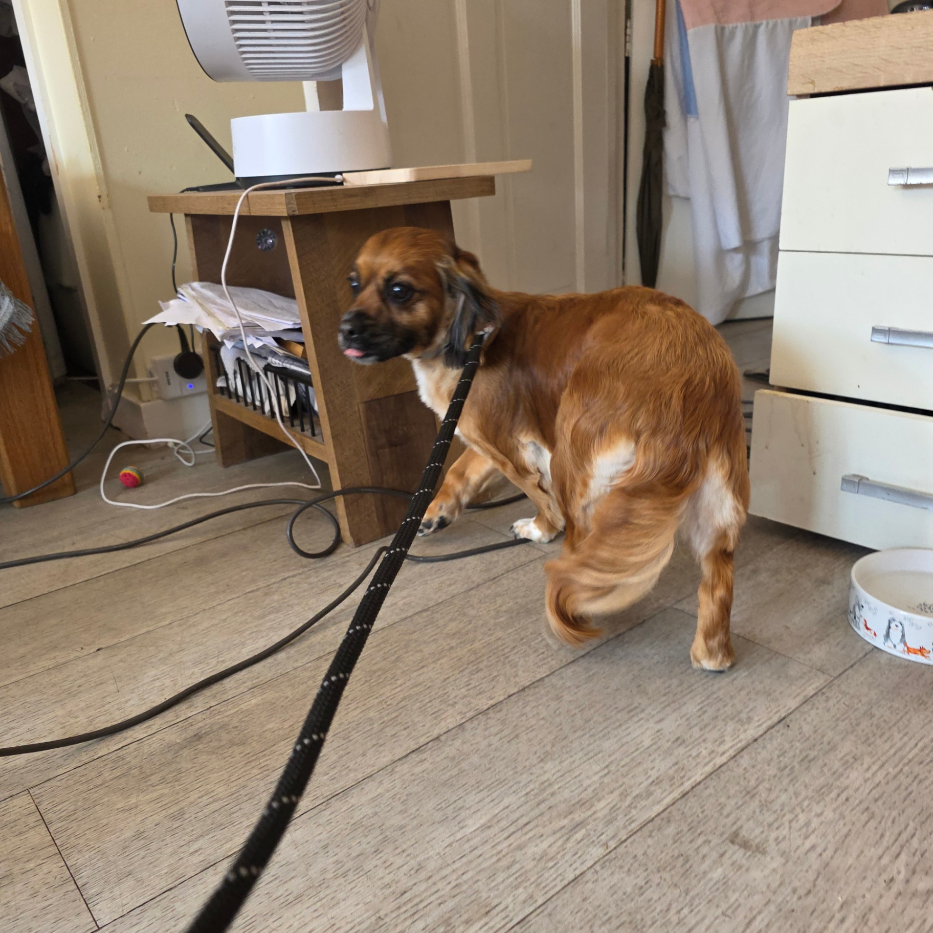 Ginger cavalier mix at home after grooming