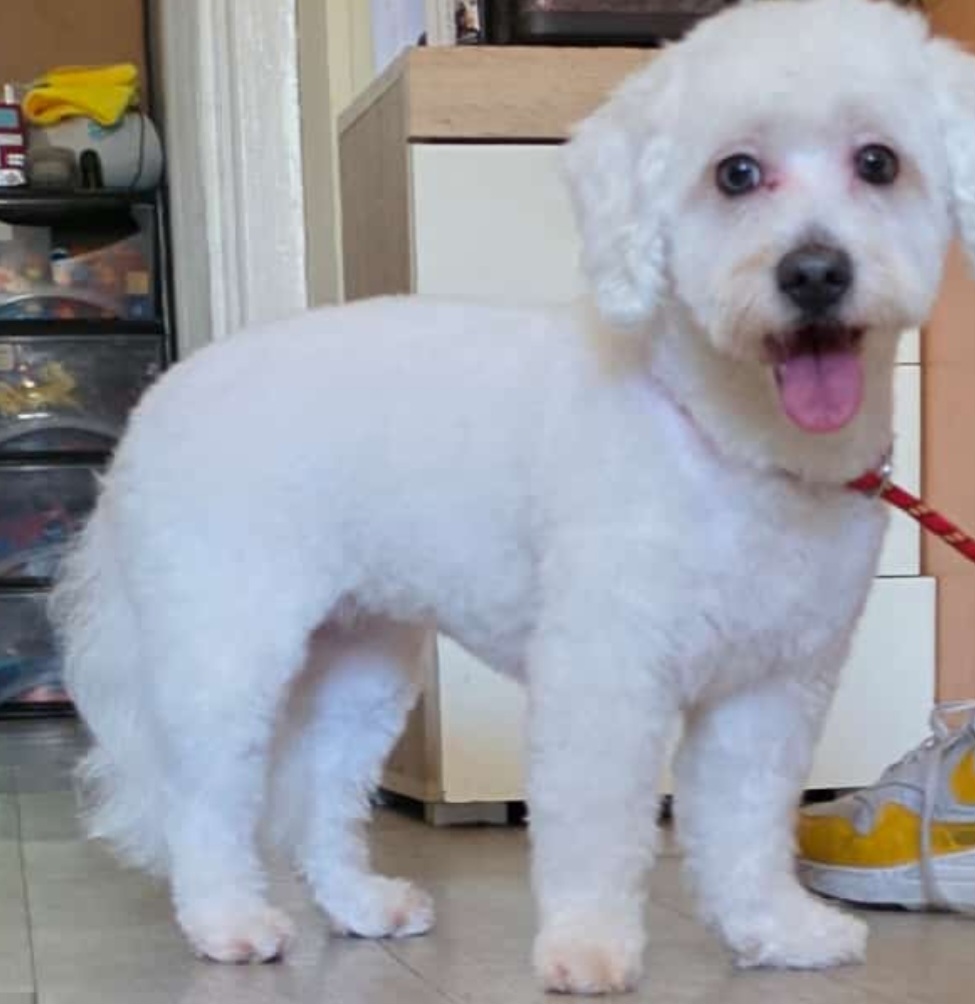 Terrier with teddy bear cut
