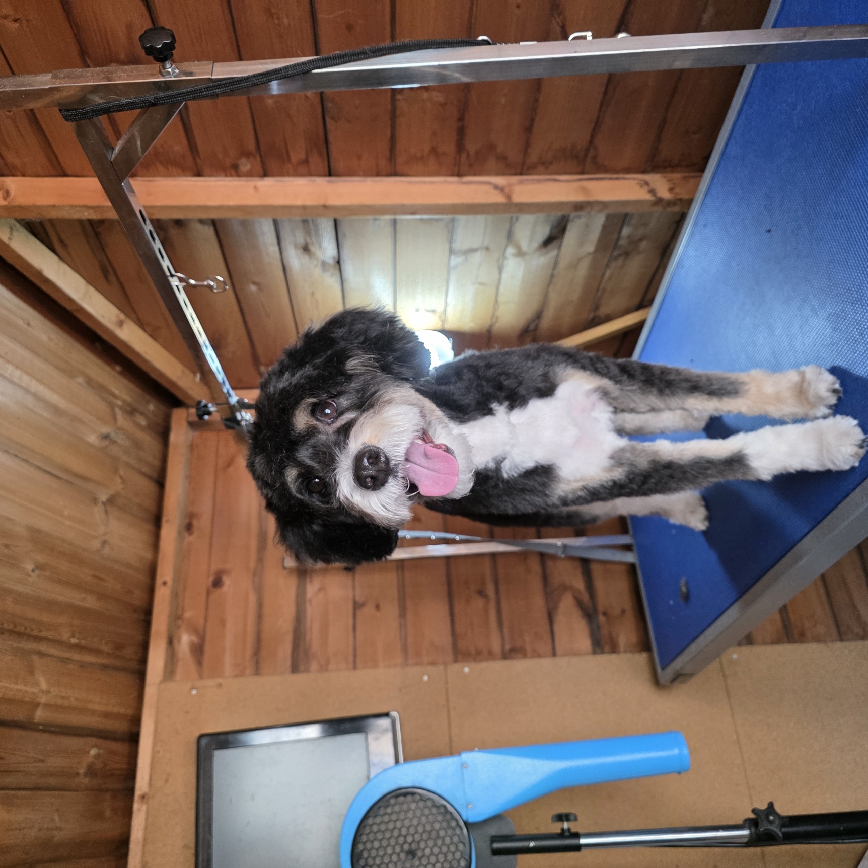 Black and white cockapoo standing proudly on the grooming table