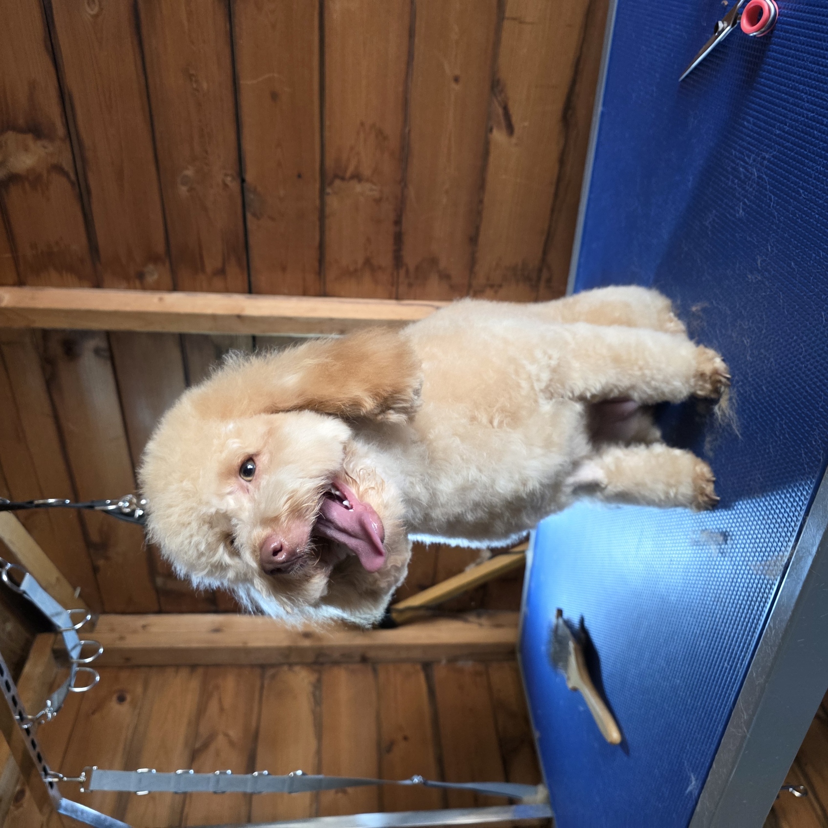 Apricot cockapoo smiling after a fresh haircut