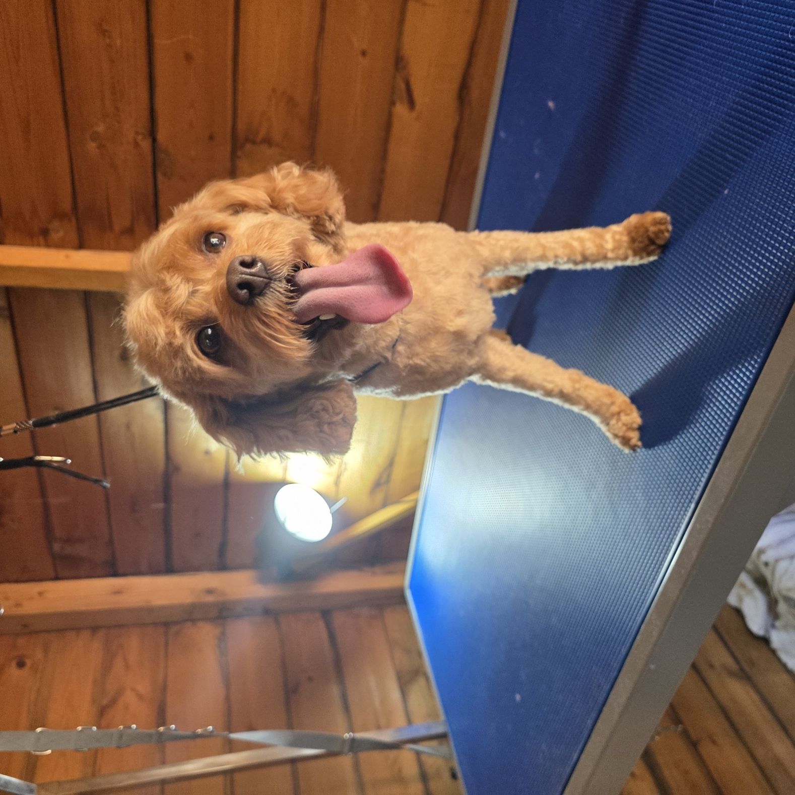 Red cavapoo standing happily on the grooming table