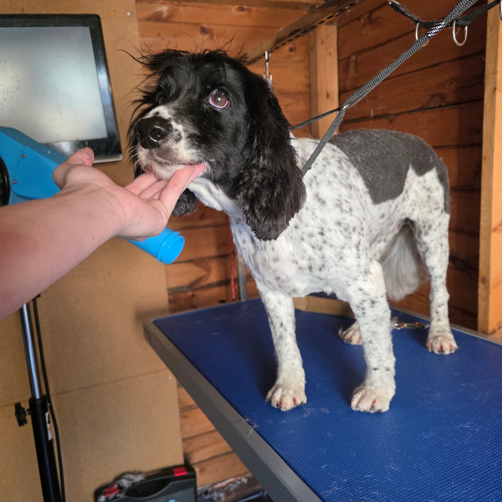 Black and white cocker spaniel getting a cuddle