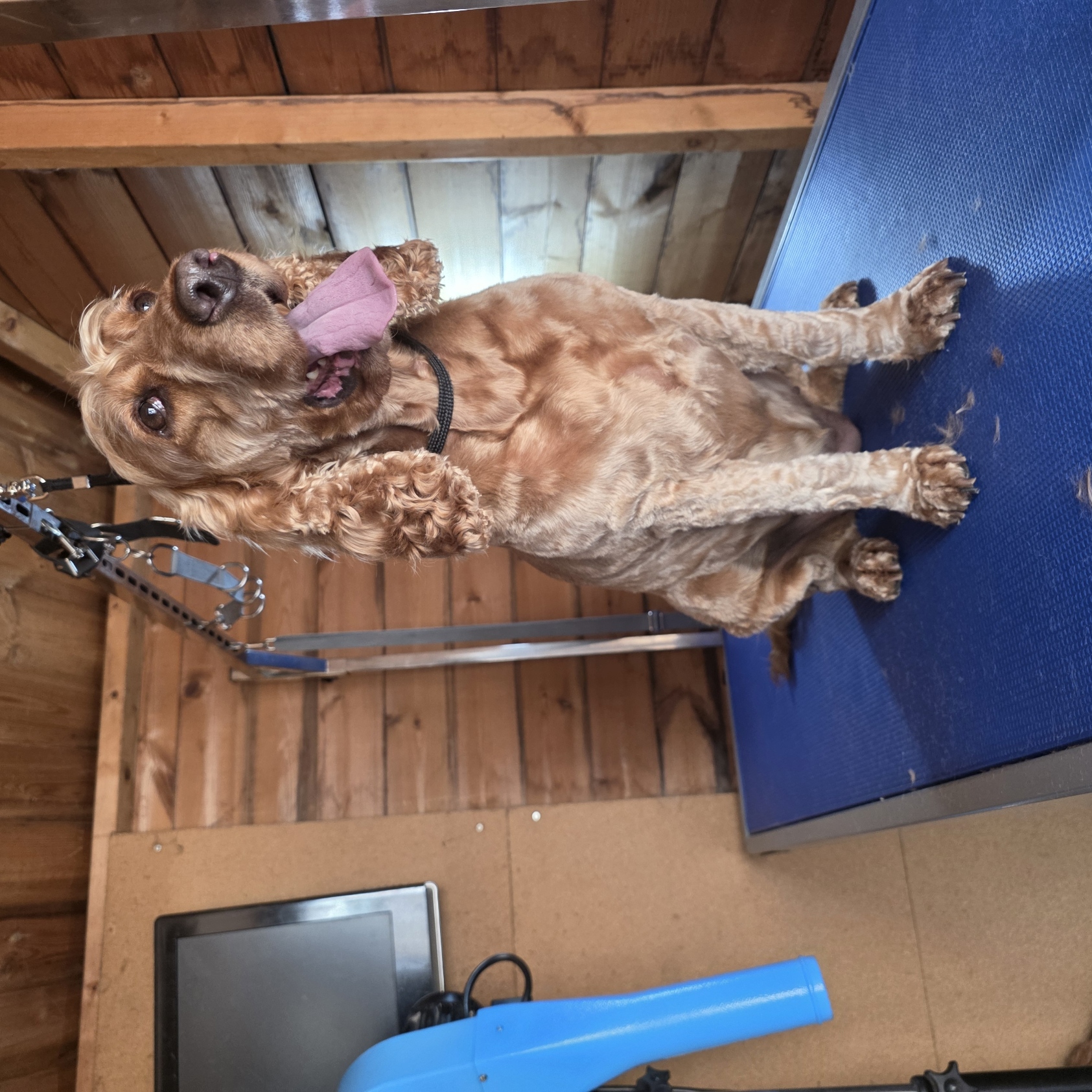 Golden cocker spaniel sitting proudly on the grooming table