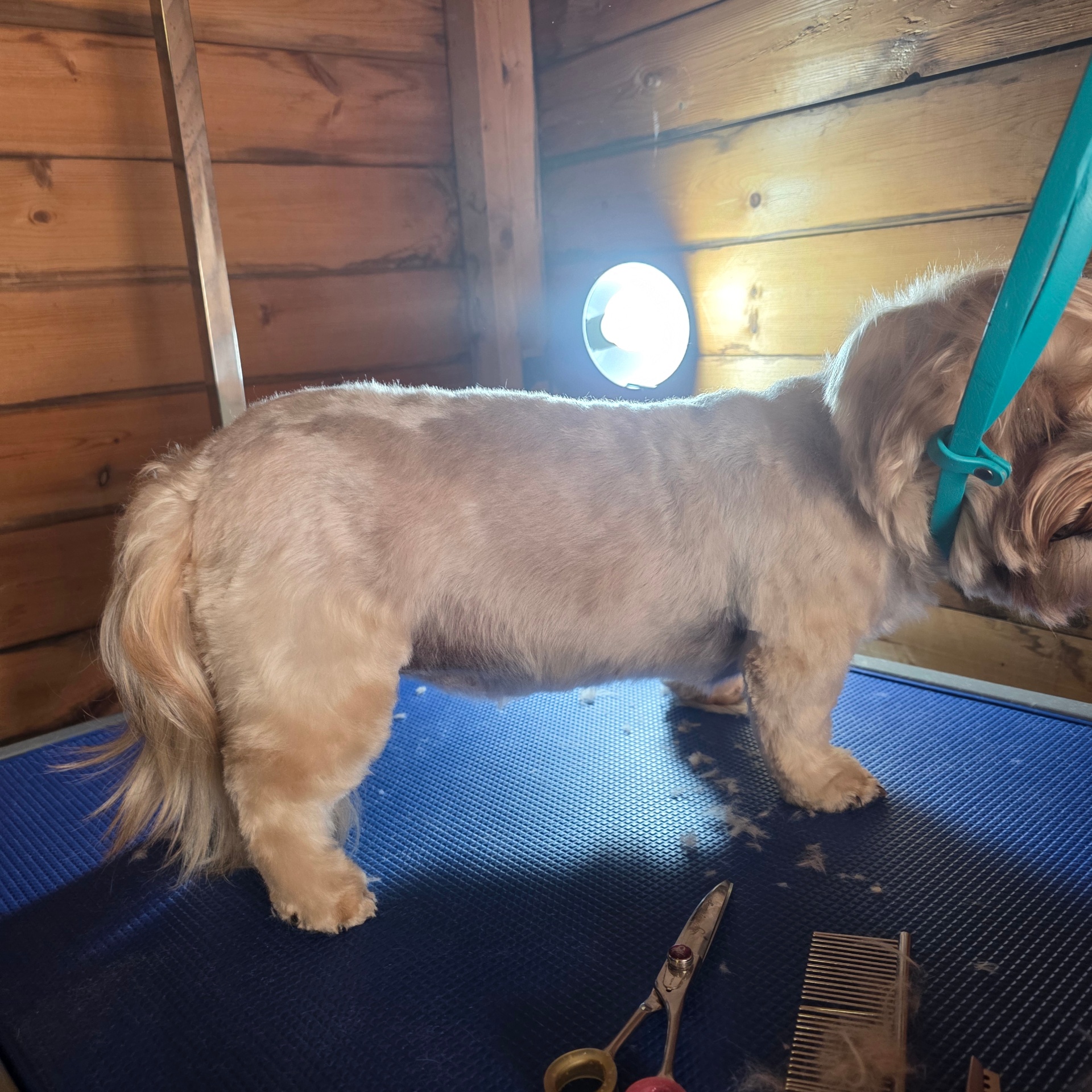 Side profile of a freshly trimmed cream-coloured dog