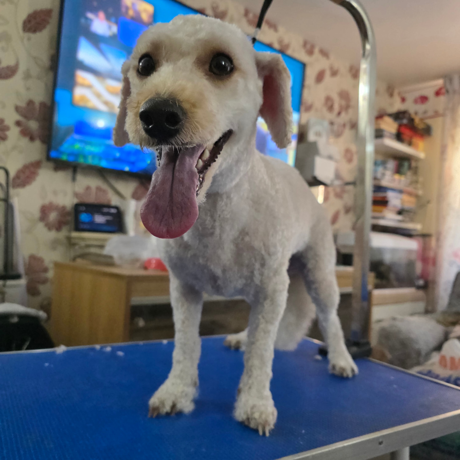 Cream terrier mix with a tidy short trim