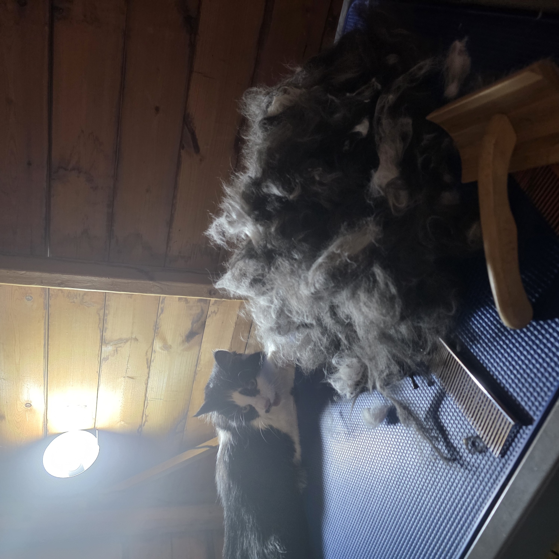 Long-haired tuxedo cat after a full de-shed groom
