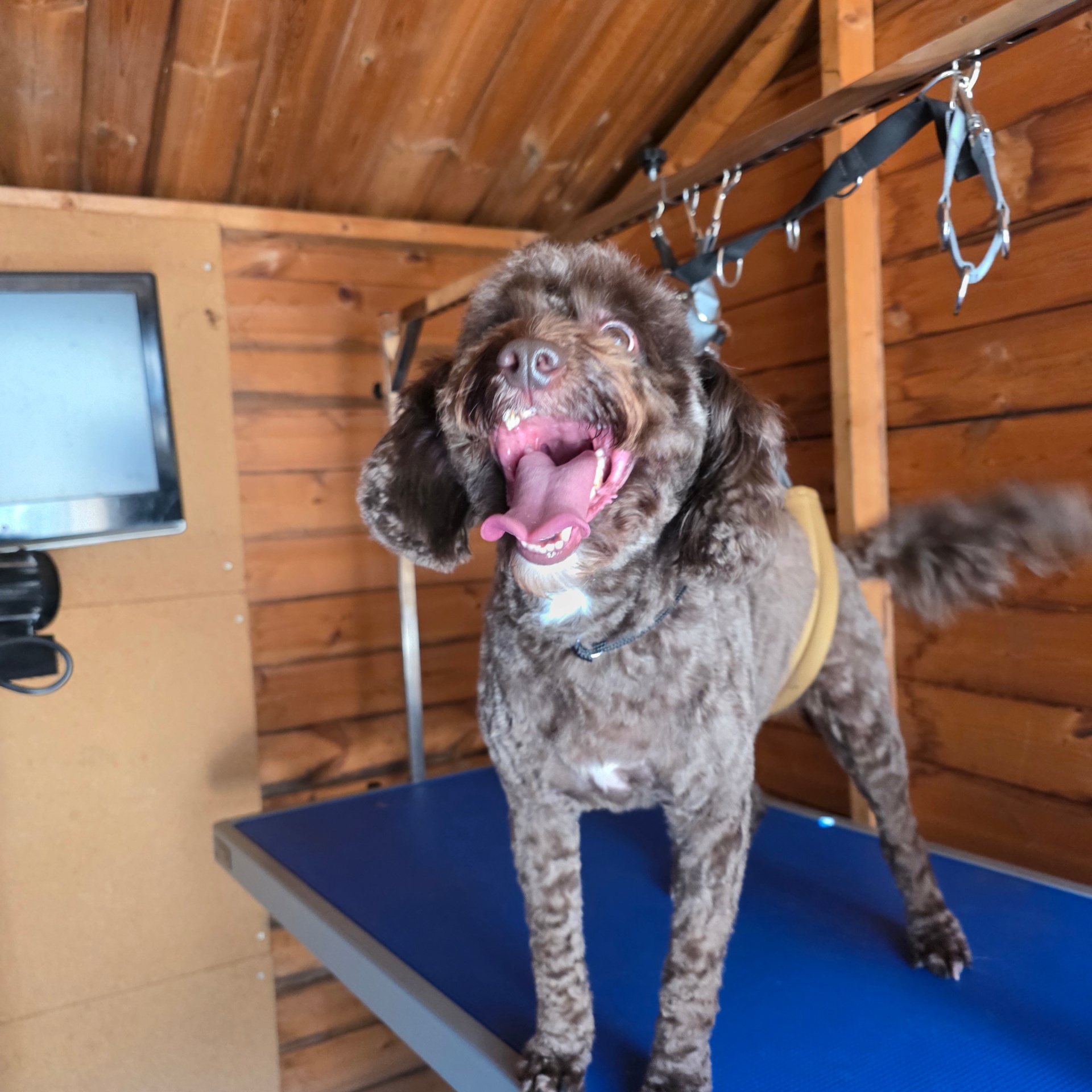 Chocolate cockapoo smiling on the grooming table