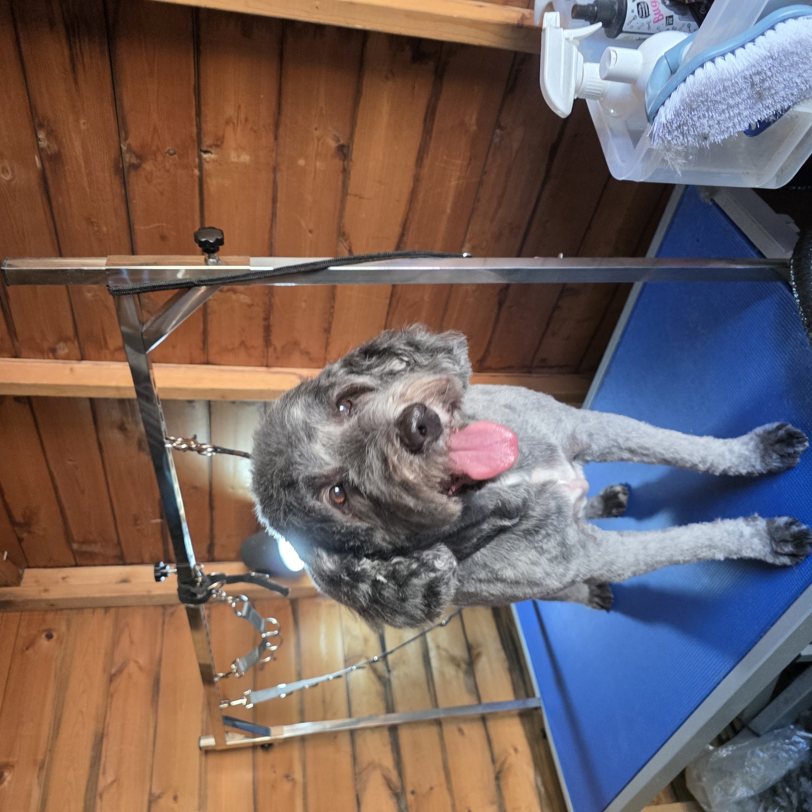 Silver labradoodle grinning after a bath and trim