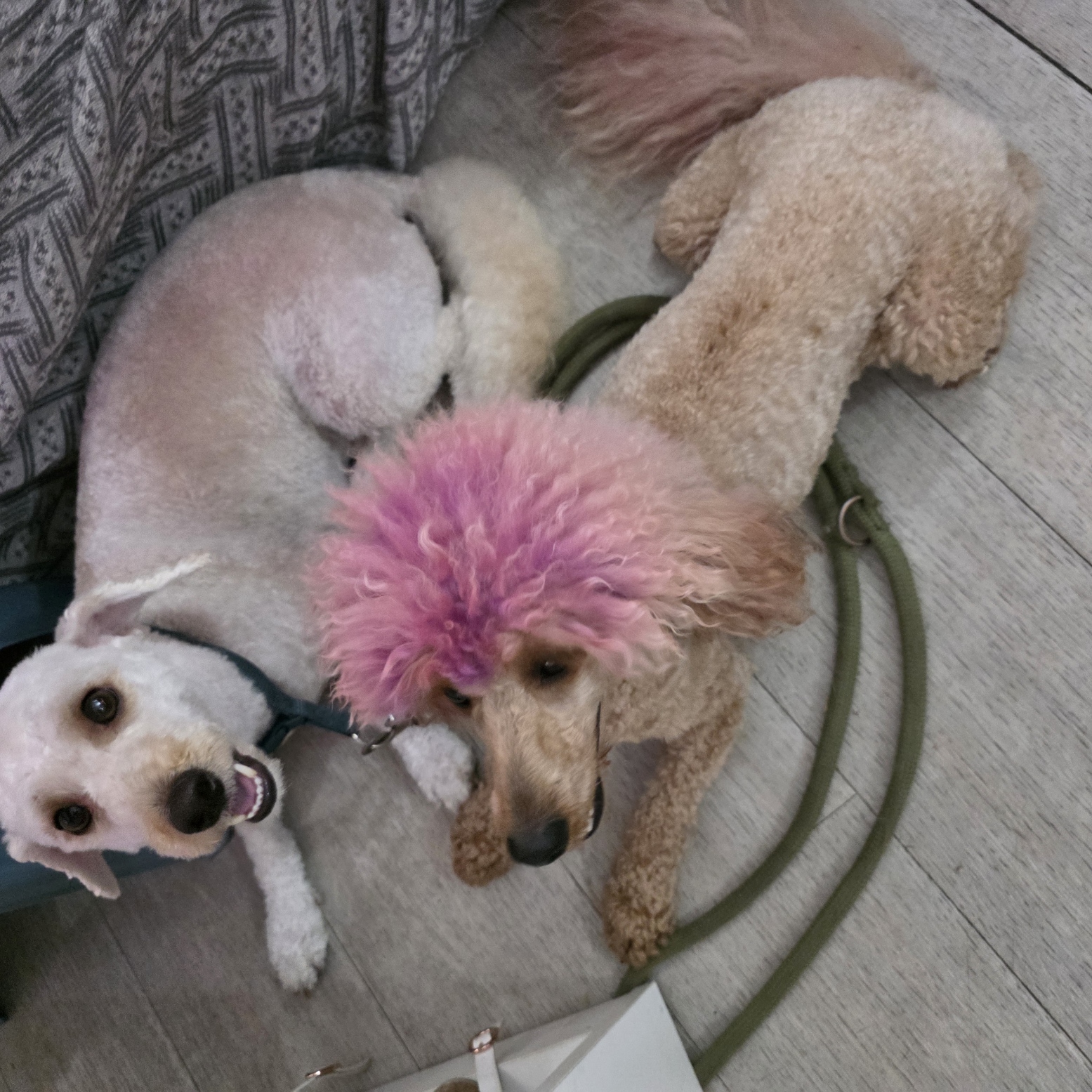 Two groomed dogs relaxing, one with a pink dyed topknot