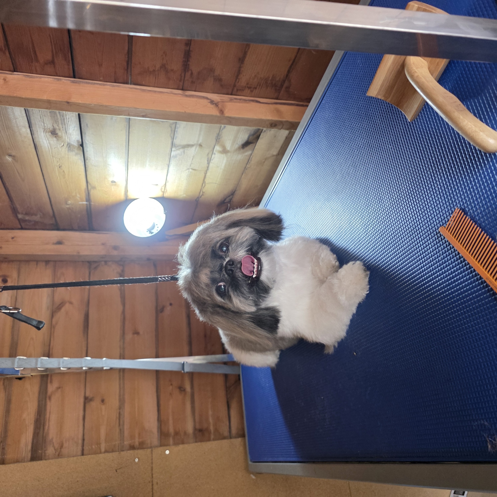 Shih tzu lying comfortably after a groom