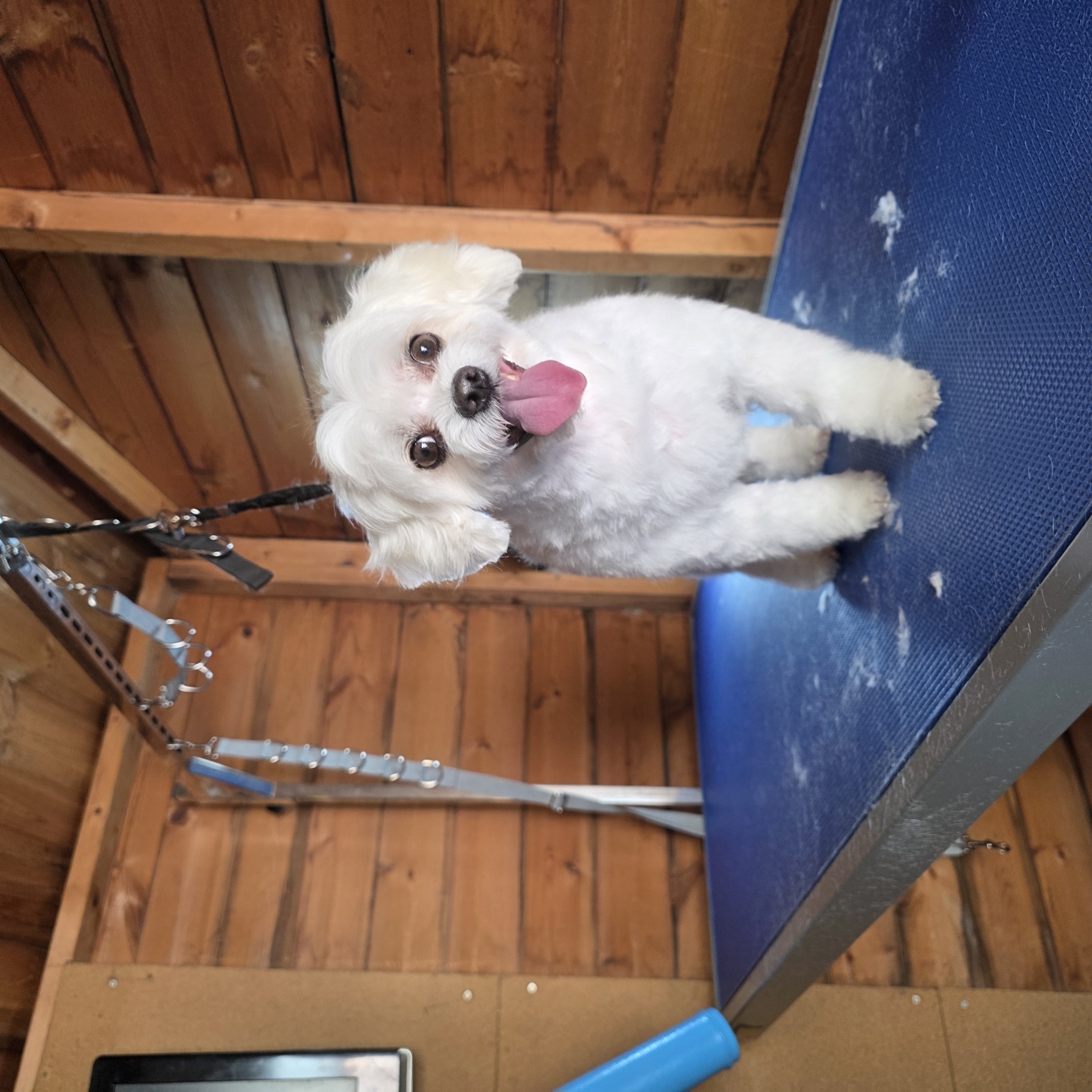 Little white maltipoo with tongue out after grooming