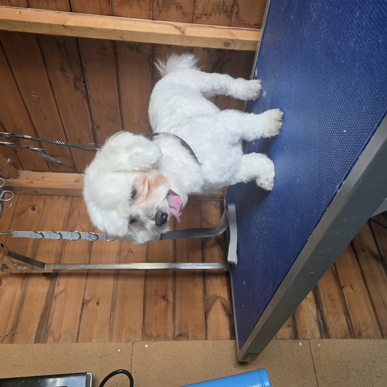 Snow white bichon cross with a neat body trim