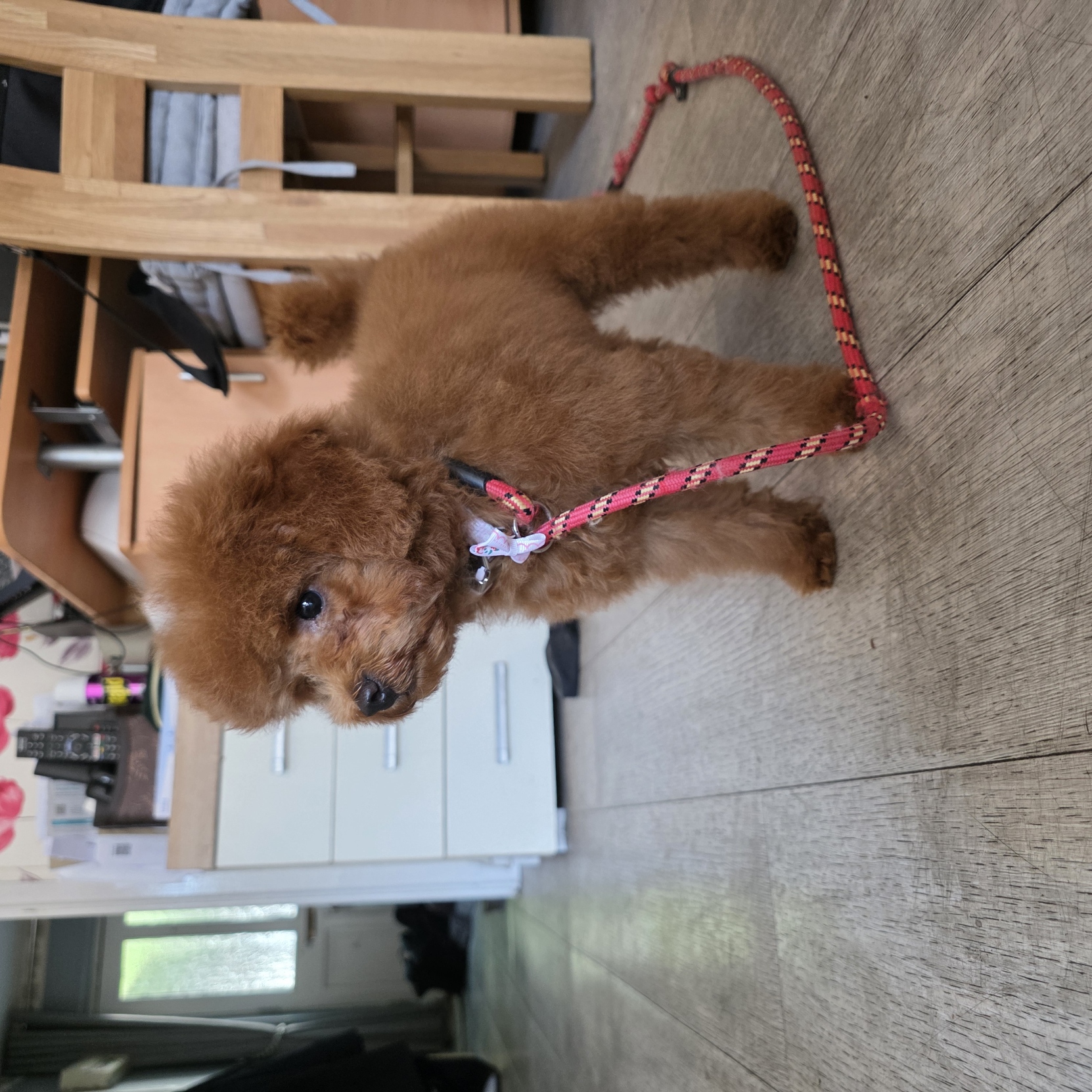 Red toy poodle puppy on a lead after a fluffy puppy trim