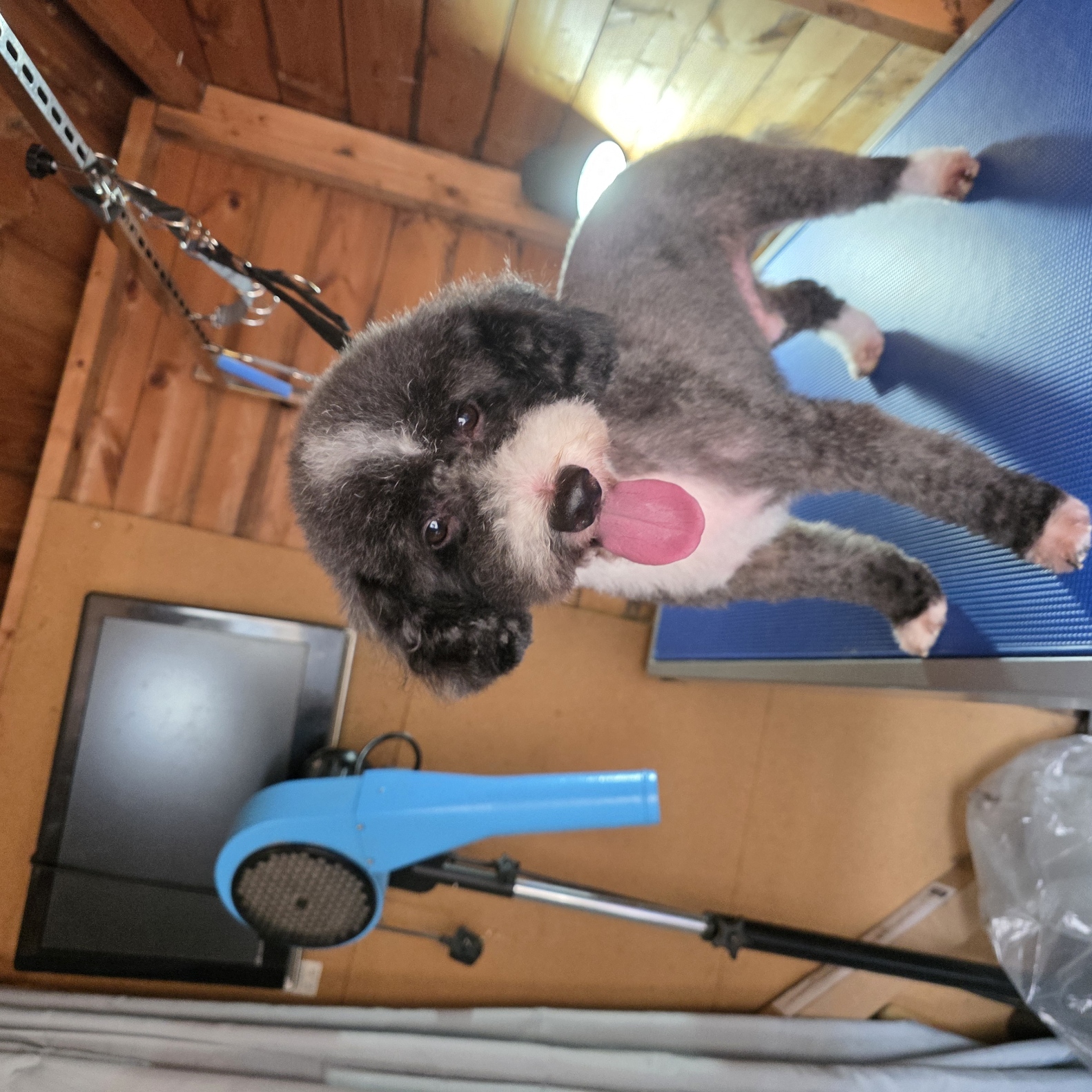 Grey and white poodle cross puppy after a first groom