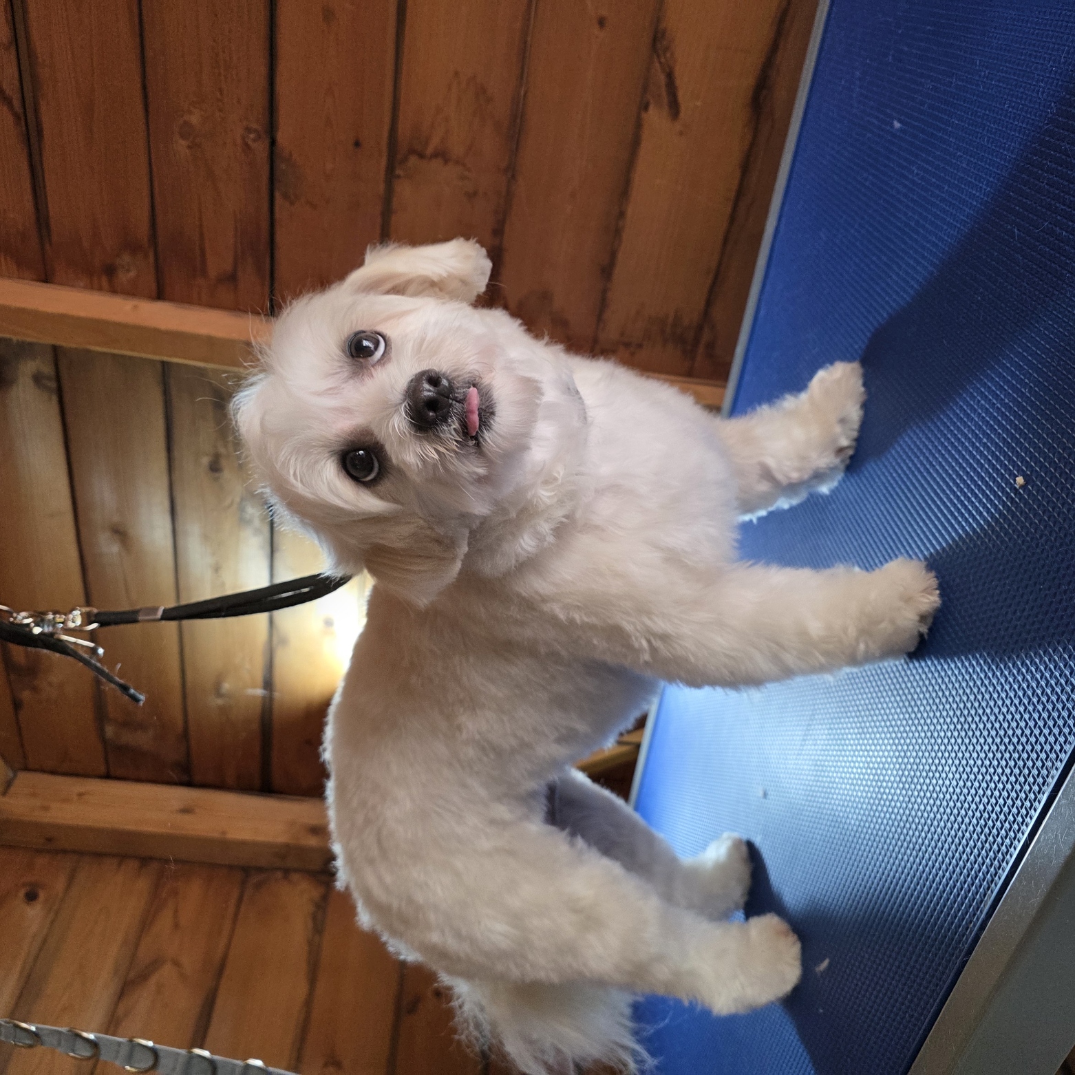 Fluffy cream lhasa cross after a full groom