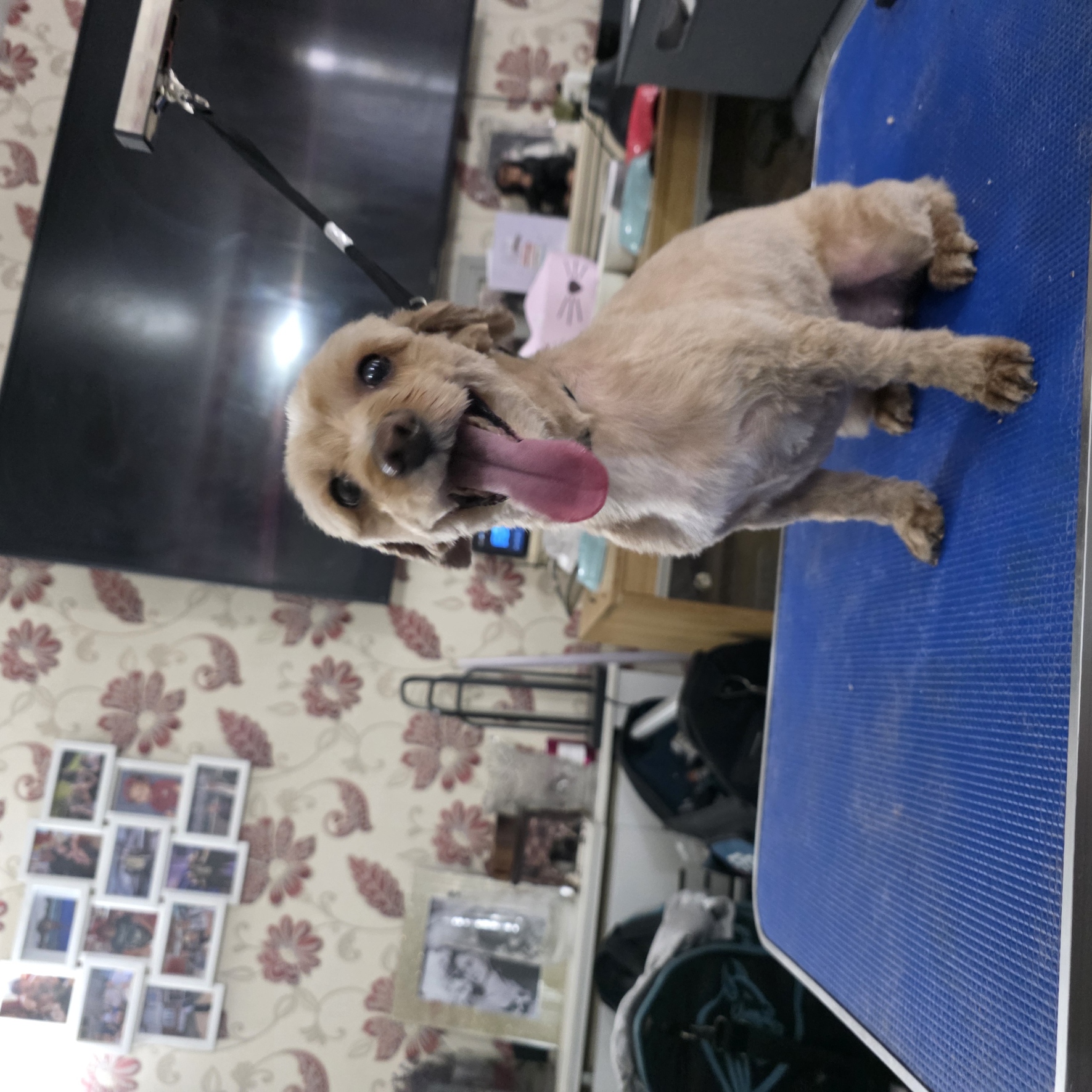 Apricot cockapoo sitting after a full groom