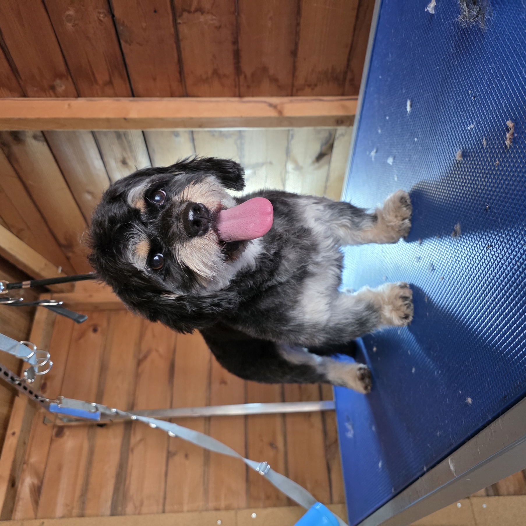 Black and tan cavapoo freshly groomed