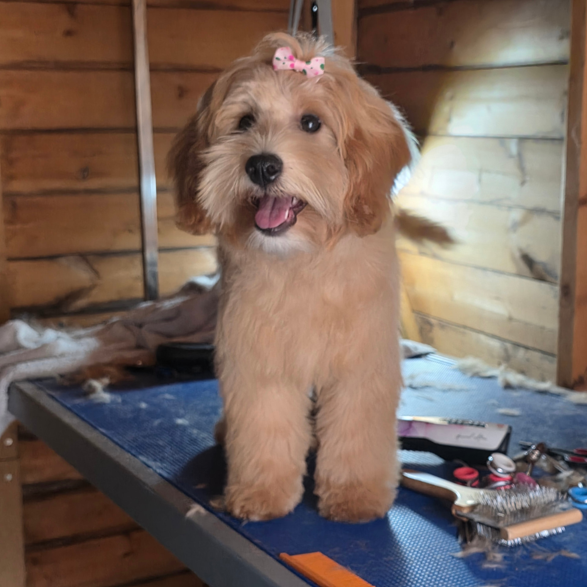Golden cockapoo puppy with a pink bow after grooming