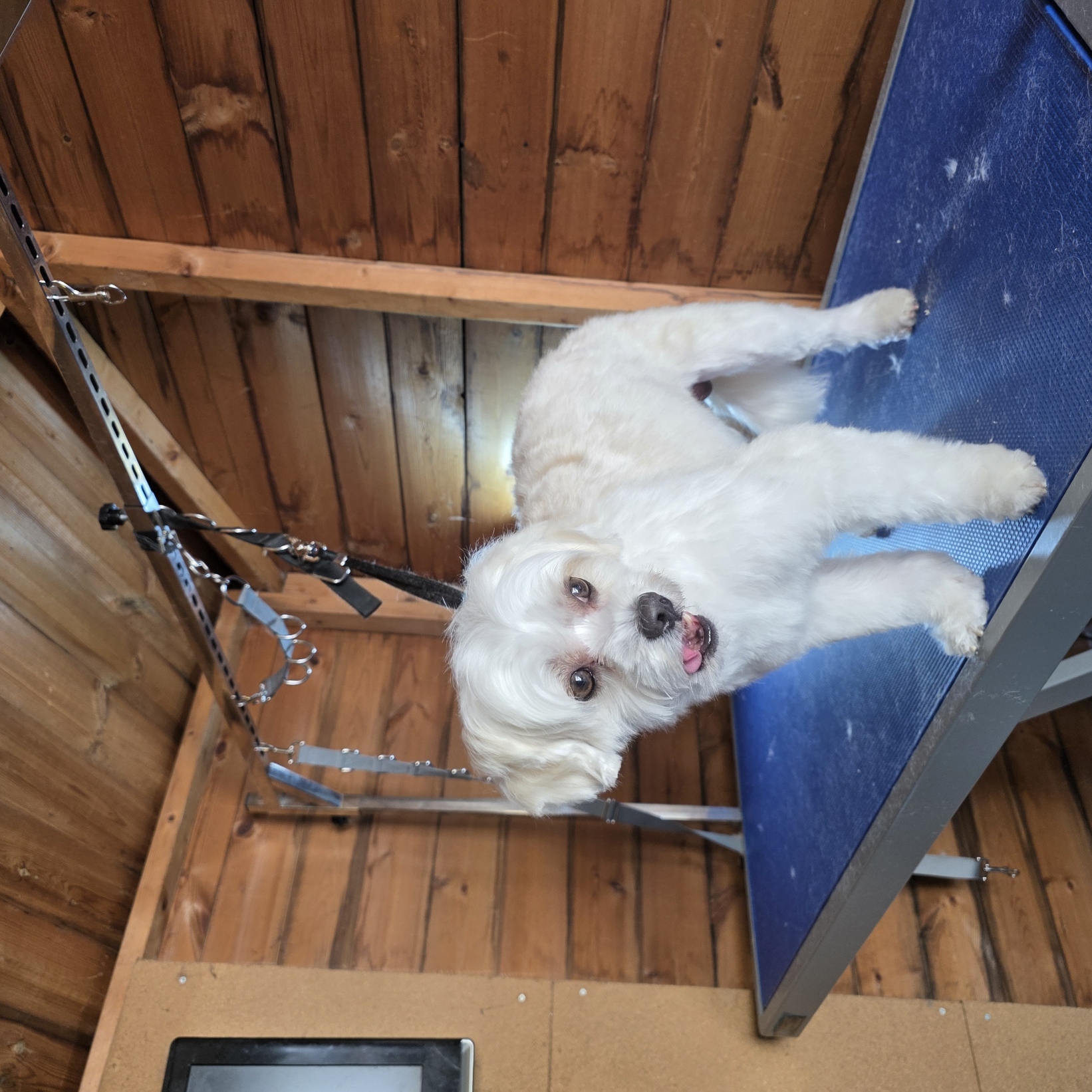 Cream shih tzu cross freshly clipped on the grooming table